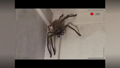 【粪game】家里发现超巨大蜘蛛，还跟他成为了朋友 "恐怖游戏 "游戏解说