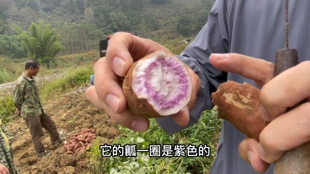 广西巴马红薯上市了,从田间地头挖出的红薯,软糯香甜你吃过吗?