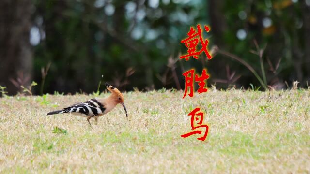 戴胜鸟,外号“臭姑姑”,在鸟类里很漂亮的一种,海南三亚旅行时抓拍到的