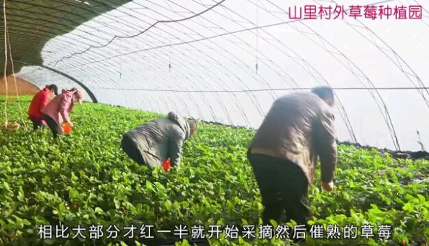 山里村外草莓种植园 电话:18910263777 地址:北京市昌平区兴寿镇秦家屯蘑菇棚东50米