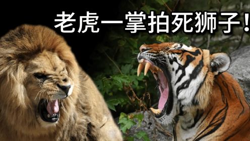一口气看完韩国狮虎园争霸，东北虎大强子的传奇虎生，制霸韩国狮虎园！