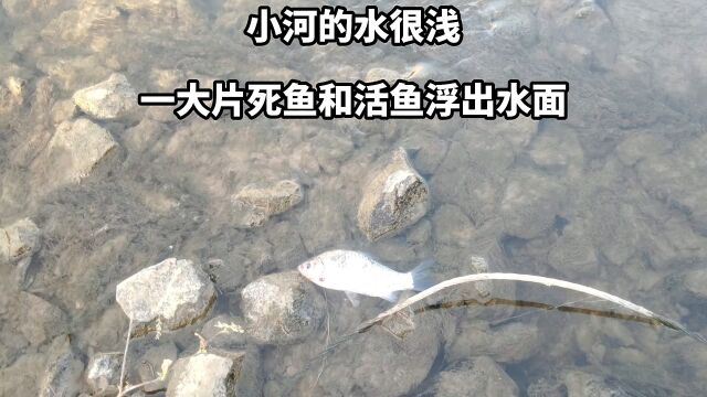 冬天了小河里的水很浅,河里的鱼死了很多,很多活鱼也浮出了水面