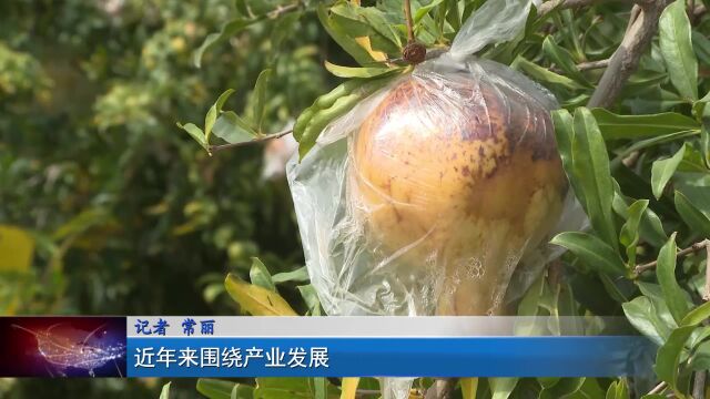 江淮记者走基层 全国首家石榴脱毒育苗基地在怀远“茁壮成长”