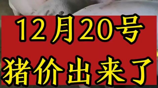 12月20日,全国生猪价格已出,本报价仅供养殖户参考……