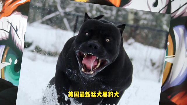 美国新型猛犬黑豹犬,被称为野猪克星,为何要毁灭