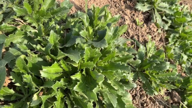 田间常见植物,乡村人都知道它的好,它的妙用和价值你了解多少呢