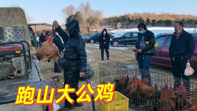 山东威海农村大集,买跑山大公鸡人真多,看看今天多少钱一斤