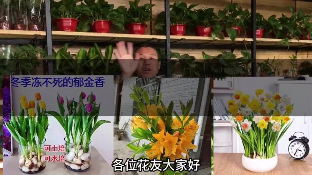 哪些花卉有毒你知道吗?3