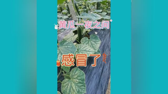 黄瓜叶枯病的防治技术