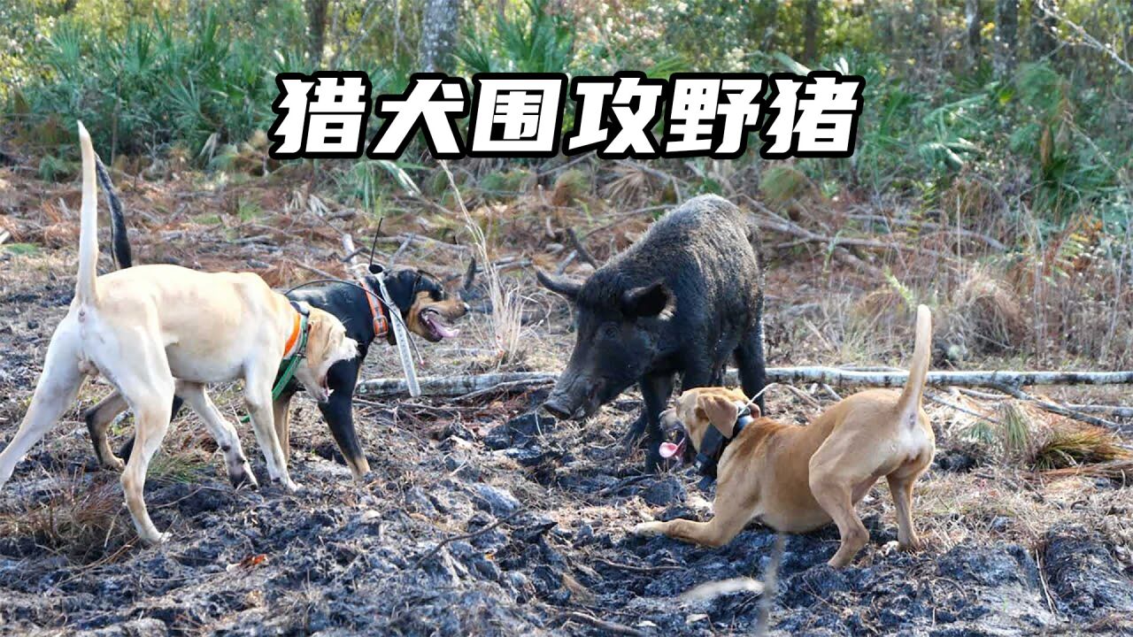 猎犬狗仗人势围攻野猪,野猪以一敌五,谁能获胜