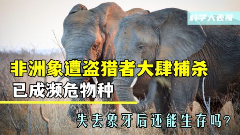 非洲象遭盗猎者大肆捕杀，已成濒危物种，失去象牙后还能生存吗？