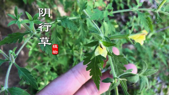 路旁常见这种不起眼的野草,原来就是“阴行草”,别名刘寄奴