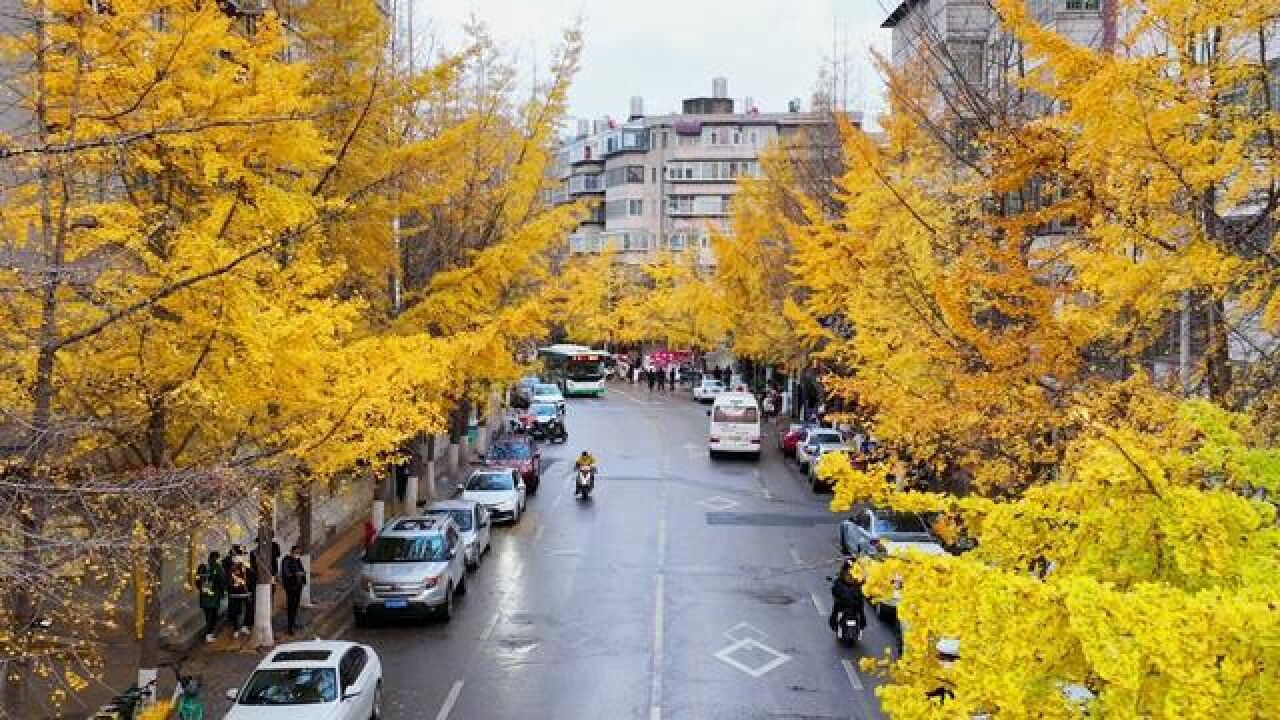 金黄色的文林街为昆明的冬天增添了一抹浪漫