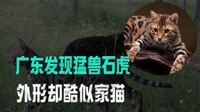 广东发现猛兽“石虎”,外形酷似家猫,喜欢潜入村子里偷鸡吃