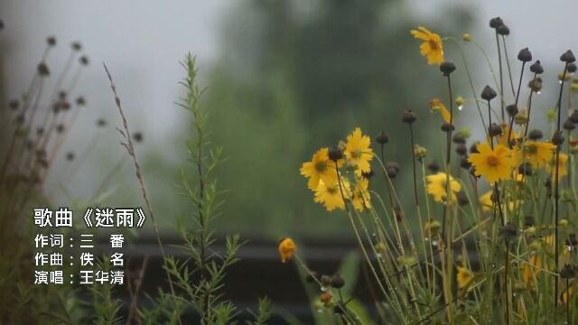 歌曲《迷雨》三番作词 佚名作曲 王华清演唱 北京三番音悦文化出品作品