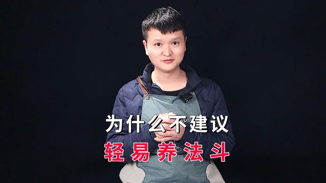 为什么不建议轻易养法斗