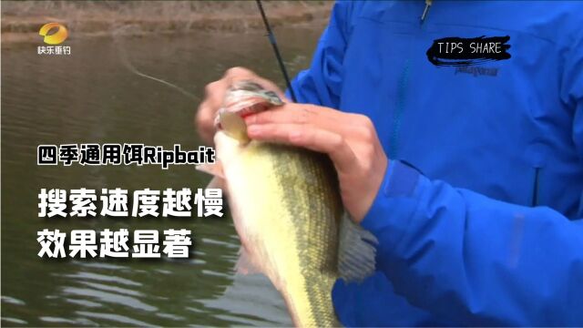 四季通用饵Ripbait,搜索速度越慢效果越显著《托马斯路亚日记》