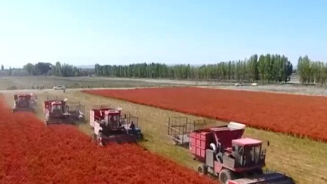 新疆沙湾枝头“红红火火”,5万多亩辣椒开始采收,机器在田间穿梭