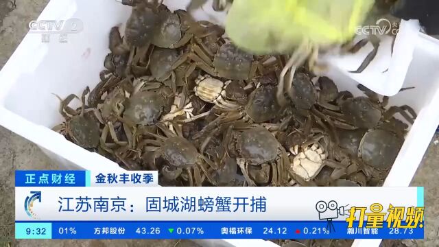 江苏南京:起蟹网!固城湖螃蟹正式开捕