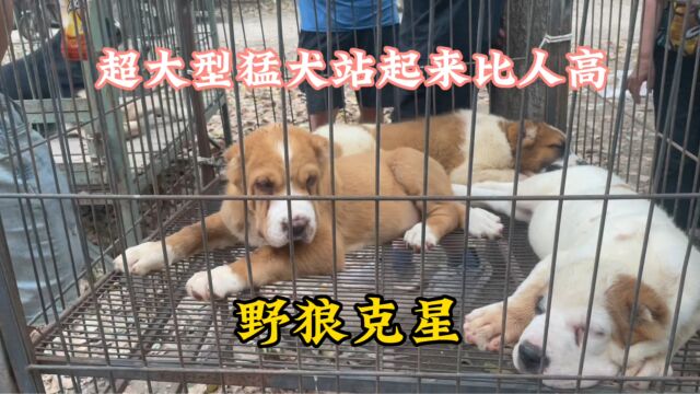 野狼克星中亚牧羊犬,不惹事不怕事,站起来比人高,体重可达150斤