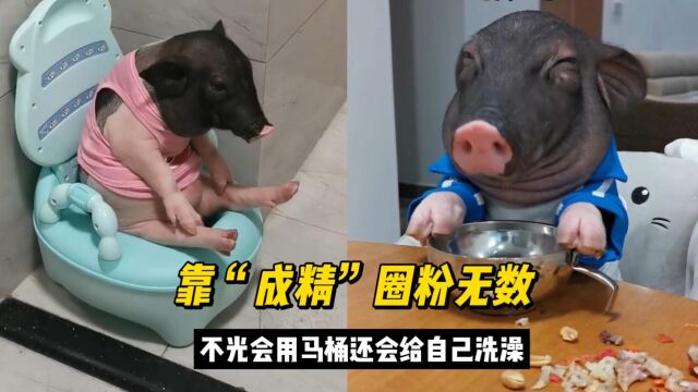 全网最像人的小香猪元宝,跟主人无障碍交流,还会自己洗澡上厕所