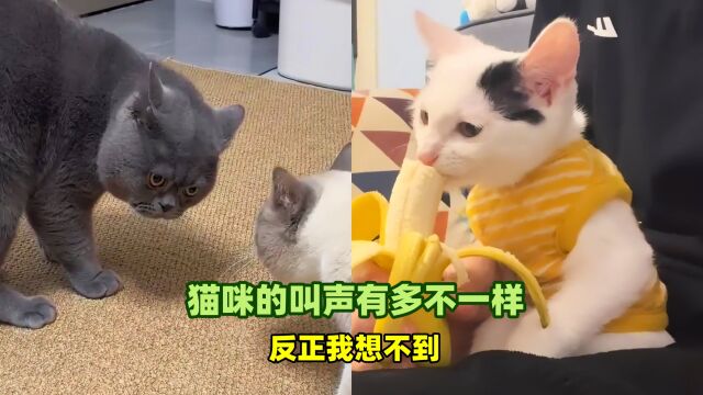 猫咪的叫声有多不一样?反正我想不到