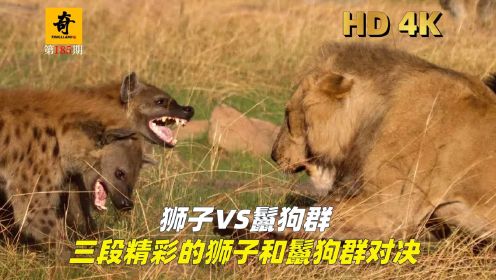 狮子VS鬣狗，三段精彩的狮子和鬣狗群对决