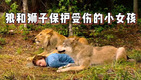 狼和狮子一起保护受伤的小女孩，跨越种族的友谊！
