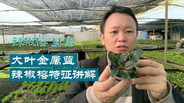 水草百科:大叶金属蓝辣椒榕水草的形态特征与养殖讲解 #水草造景 #水草养殖 #水质净化 #鱼虾躲避屋 #水草厂家 #水草基地 #椒草水草 #生态造景 #水陆缸