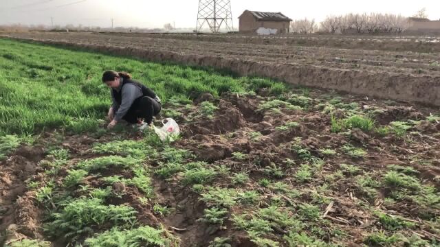 农村人空闲时都抢着挖的一种野菜,你知道它的用途与价值吗?收藏吧