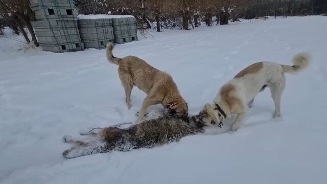 境外牧民狼袭训练:如果不加以调教,牧羊犬对战野狼存在重大破绽