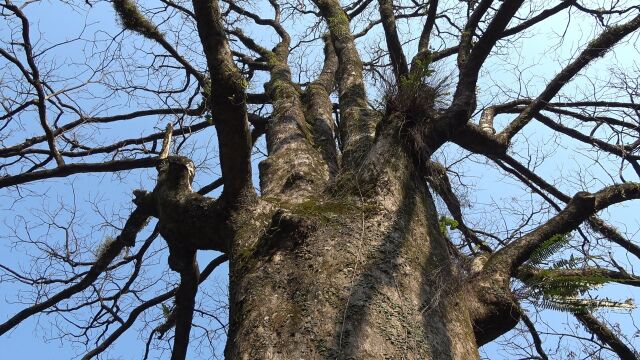 树龄150年的重阳木,生长在农村大山里,太罕见了