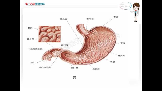 消化系统生理结构