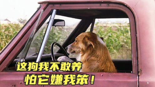 这狗太聪明了，开车，越狱，撩妹样样精通《灵犬宾果》