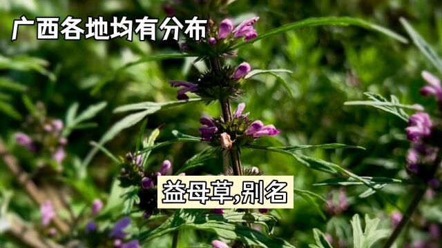 妇科良草益母草