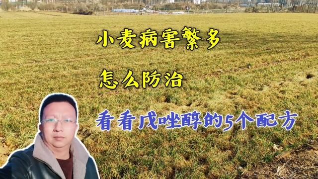 小麦病害繁多,怎样防治?看看戊唑醇的5个配方