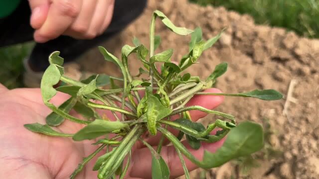 比荠菜还美味的野菜“油勺子”,老一辈都吃过,如今很少有人认识它