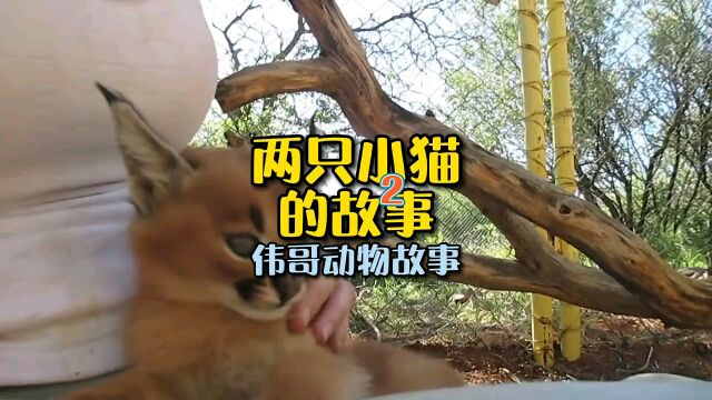 两只小猫的故事2