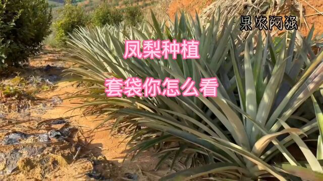 凤梨种植日常知识