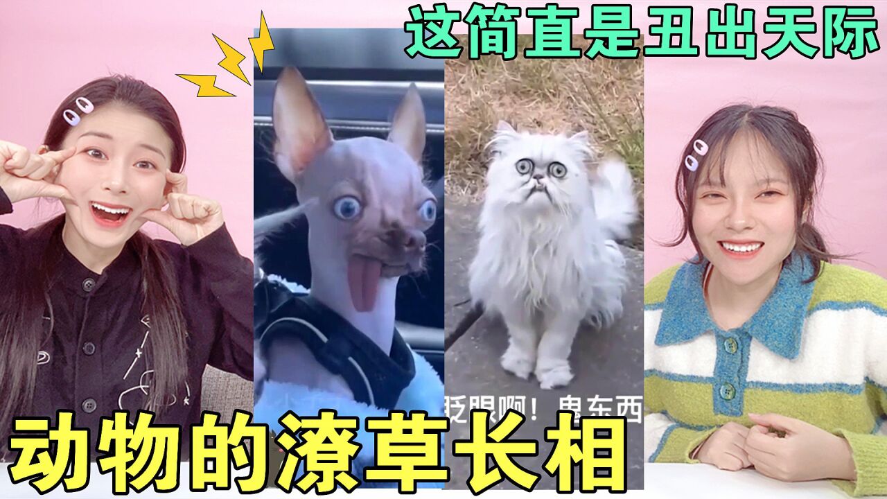 盘点那些长相潦草的动物!八嘎猫VS龅牙骆驼,这也太像某人了吧_腾讯视频