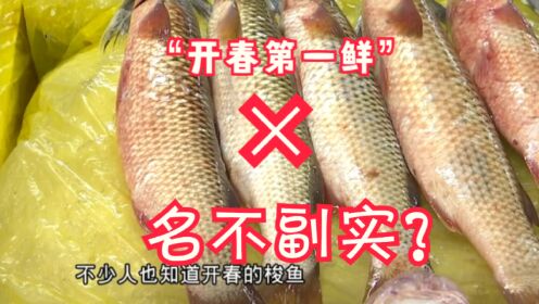 “开春第一鲜”不鲜！“开凌梭”名声大噪，却身现种种异样？