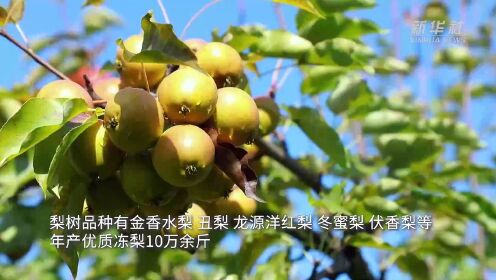 黑龙江鹤岗：果子熟了！万株梨树邀您来采摘