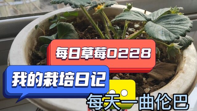 我的栽培日记—每日草莓0228