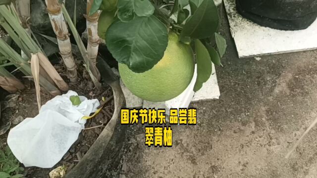 国庆节快乐 品尝翡翠青柚