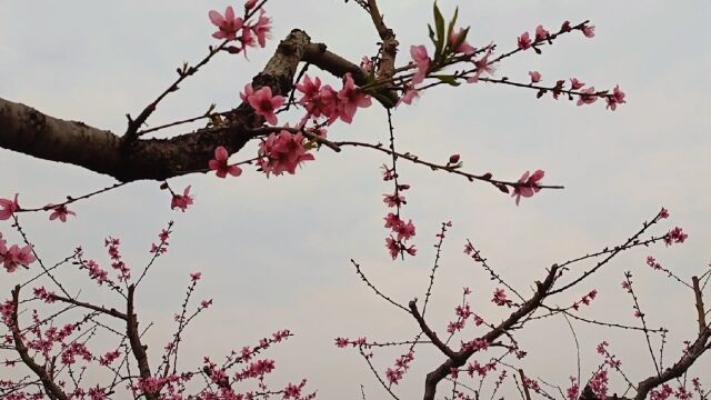 桃花朵朵开,春的颜色