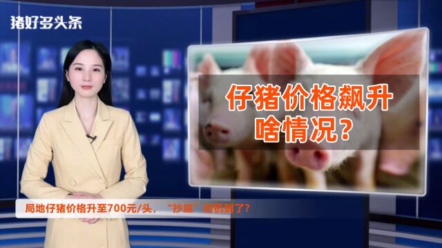 仔猪价格持续飙升!局地高达700元/头!是抄底时机还是陷阱?