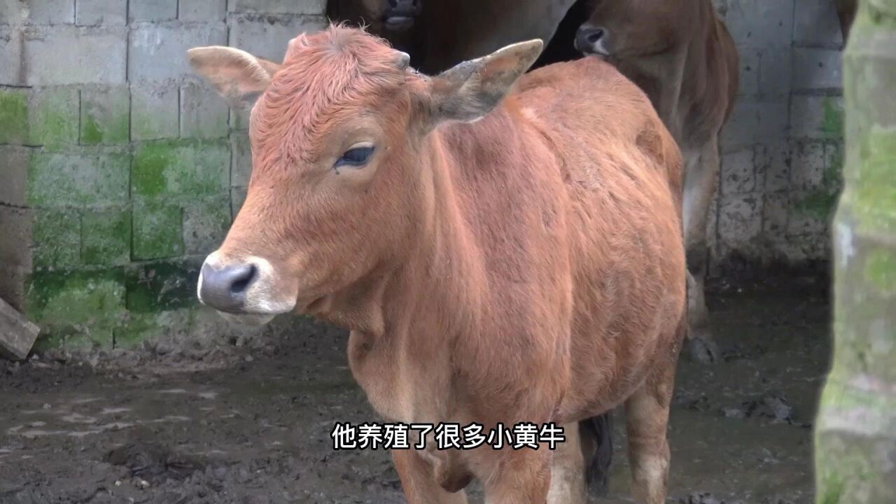 海南万宁市北大镇军田村高峰黄牛