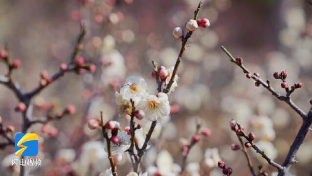 临沂费县:梅花绽放枝头俏 暗香浮动春意浓