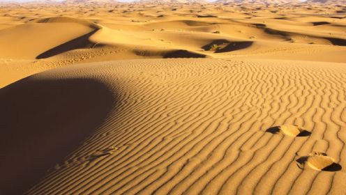 探索撒哈拉沙漠，适应环境的奇妙生命策略