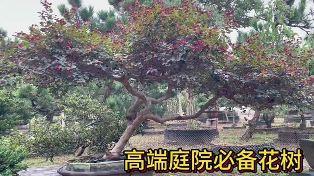 高端住宅必备的5种庭院树,随便种一棵气场全开,关键好看还不贵#别墅庭院植物 #现场实拍 #造型树